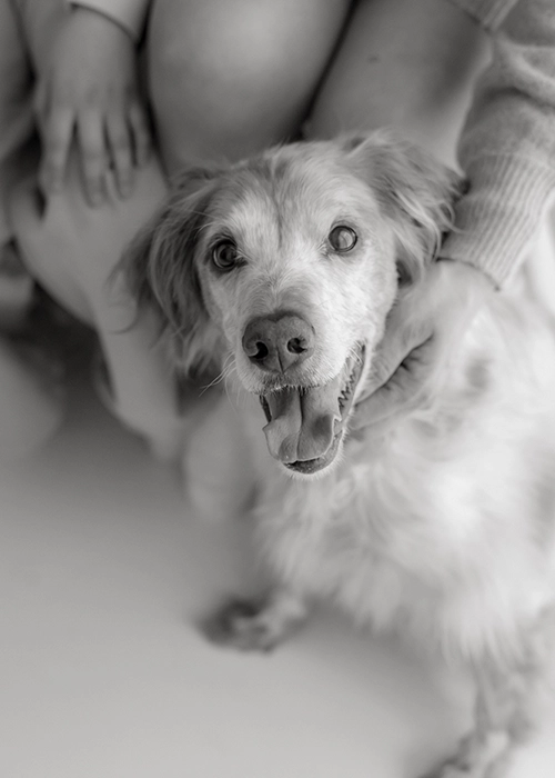 foto de perro mirando a camara